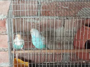 Budgerigar Bird