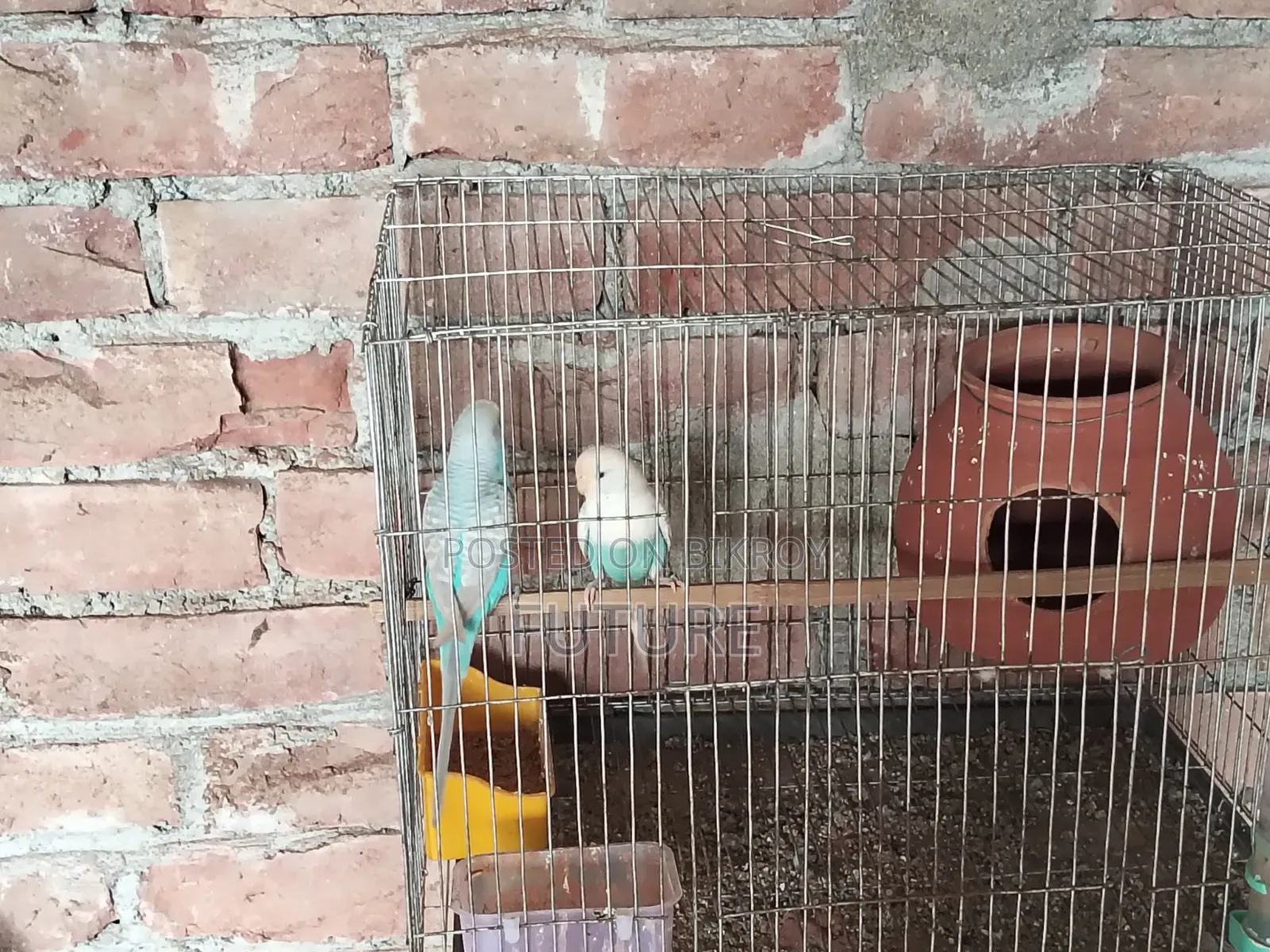 Budgerigar Bird
