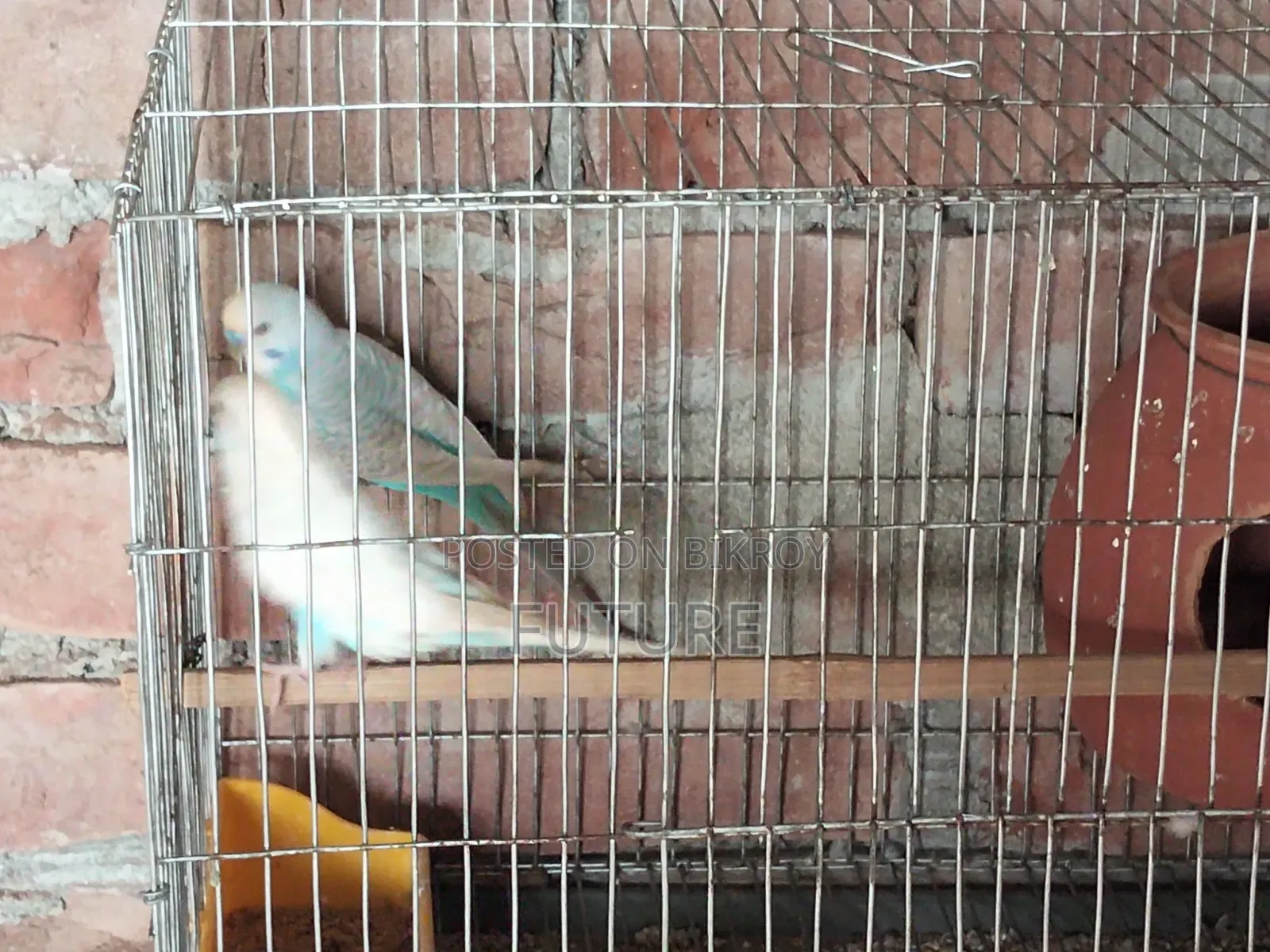 Budgerigar Bird