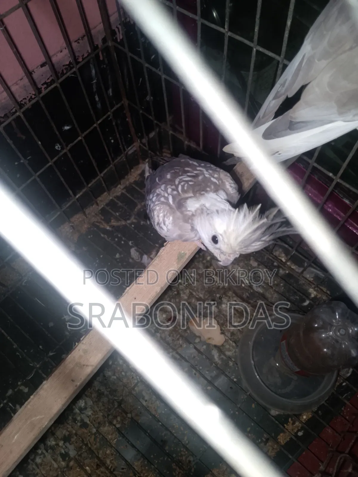 Cockatiel