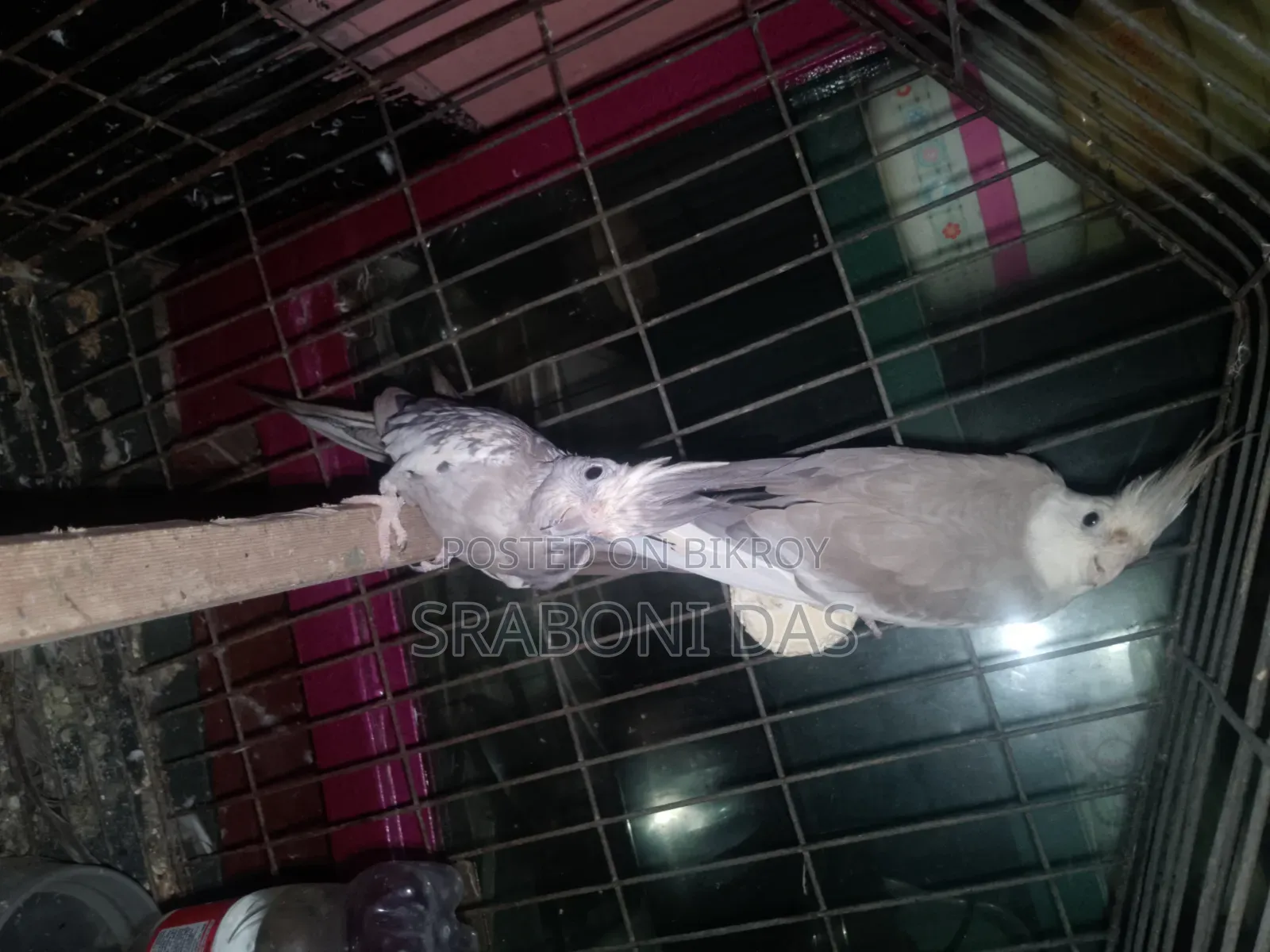 Cockatiel
