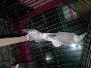 Cockatiel