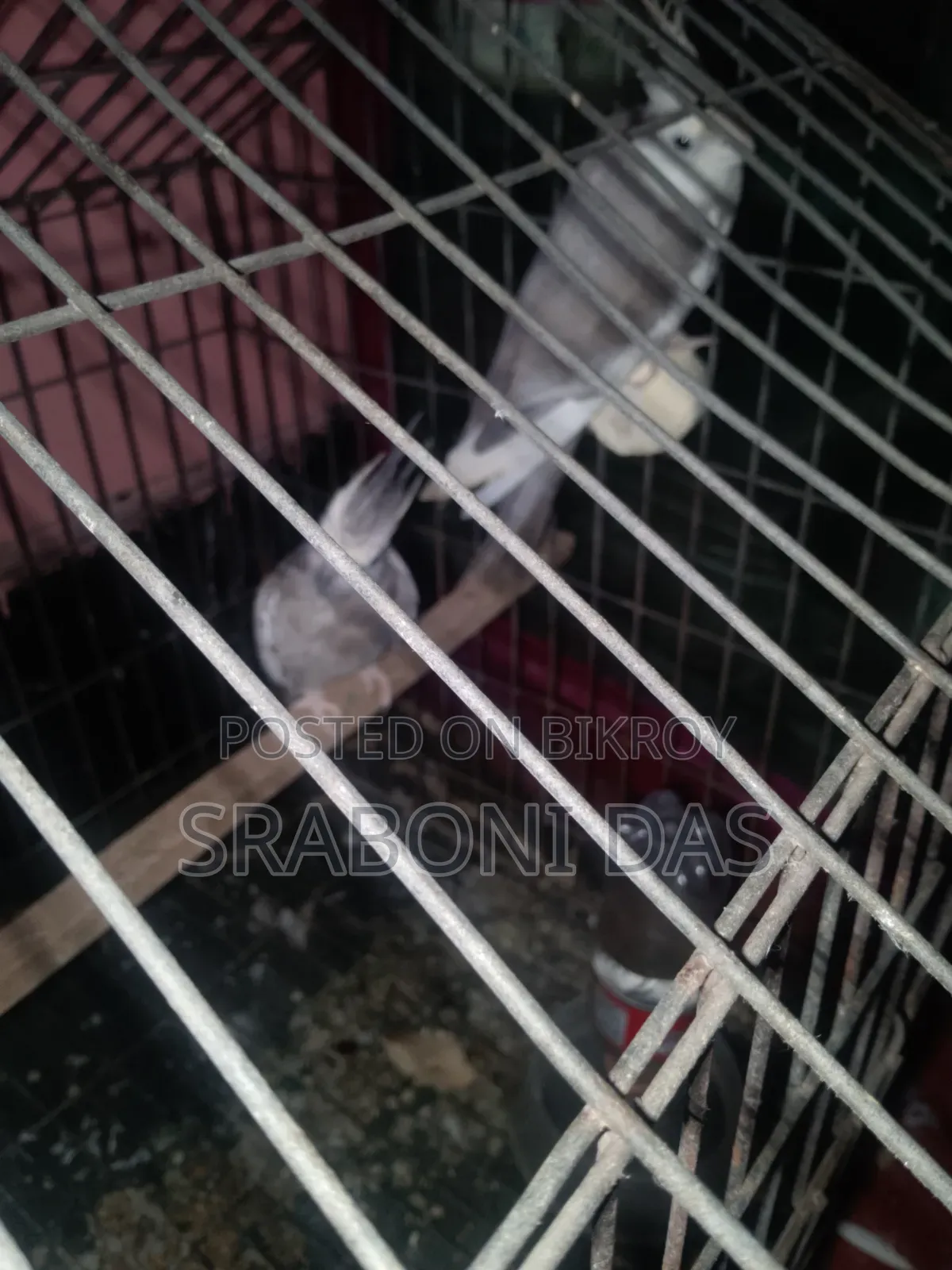 Cockatiel