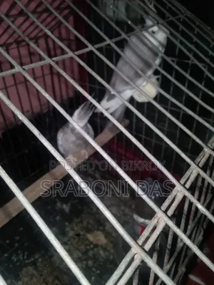Cockatiel