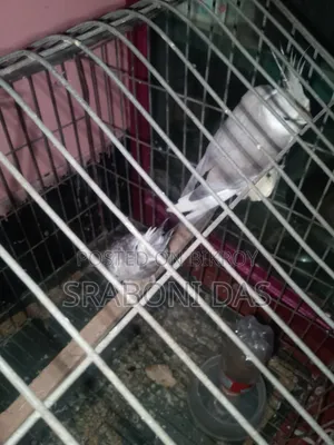 Cockatiel