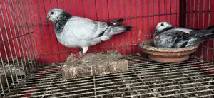 এক জোড়া রানিং গ্রিজল পেয়ার ,