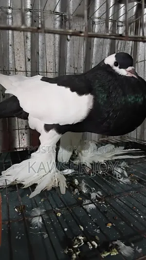 Very Beautiful Big Size Macaw Parrot Male