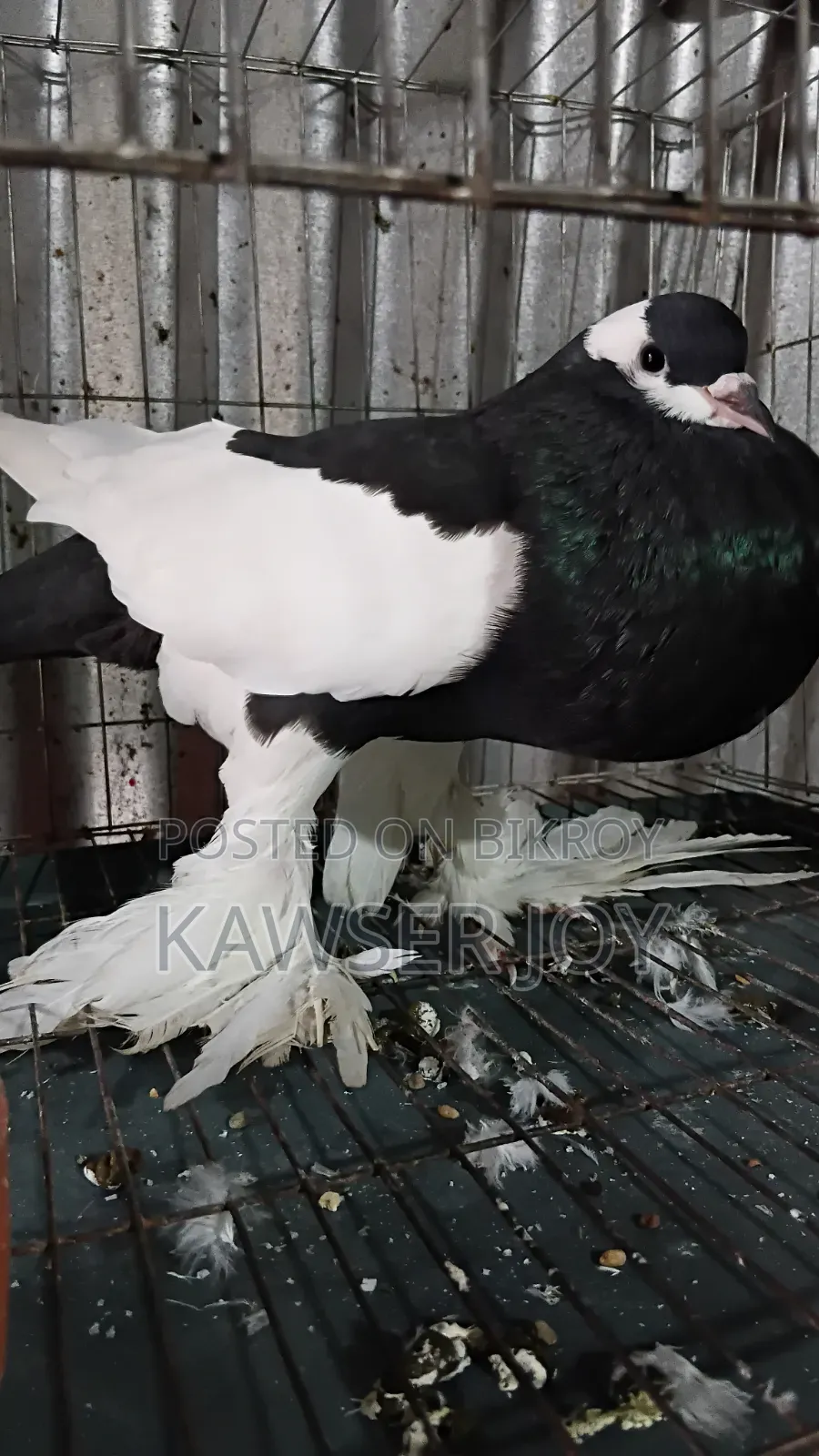 Very Beautiful Big Size Macaw Parrot Male