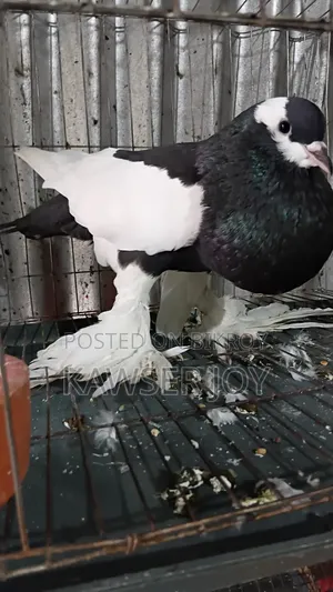 Very Beautiful Big Size Macaw Parrot Male
