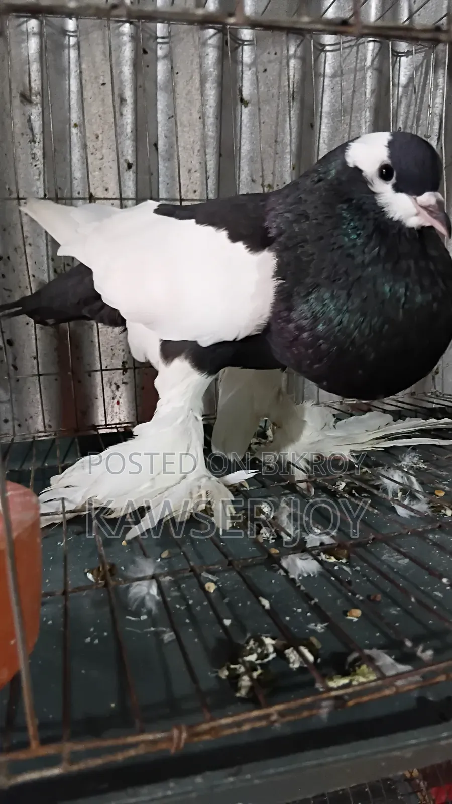 Very Beautiful Big Size Macaw Parrot Male