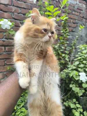 1-3 Months Male Purebred Persian
