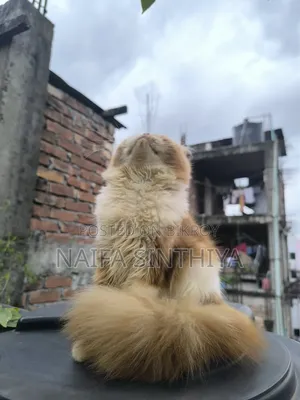 1-3 Months Male Purebred Persian