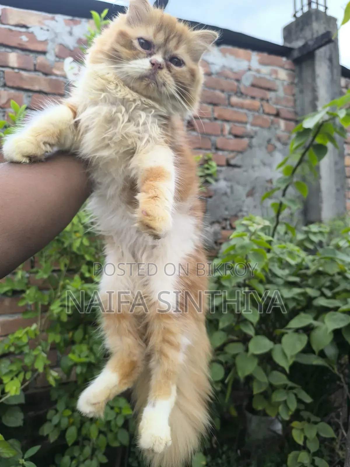 1-3 Months Male Purebred Persian