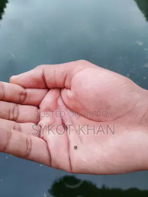 গাপ্পি মোজাইক