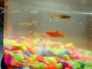 গাপ্পি মোজাইক