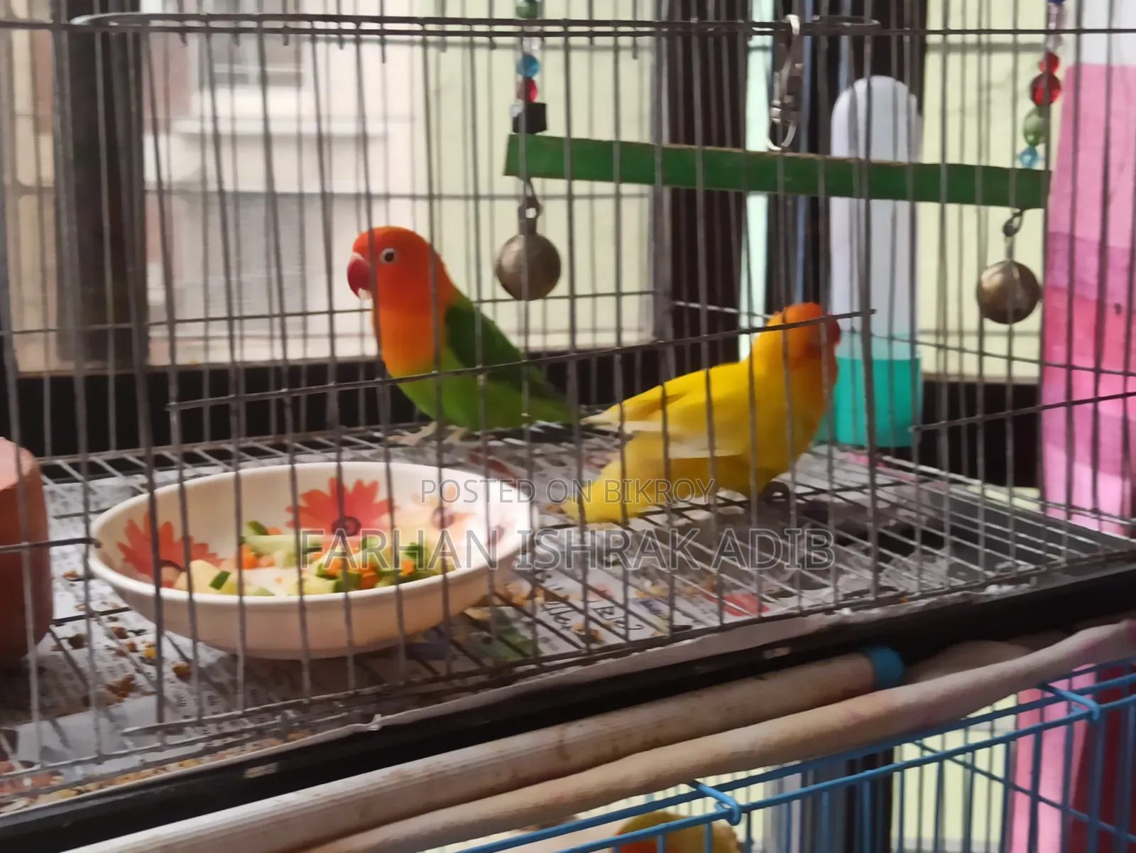 Love Bird Adult Pair