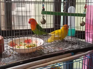 Love Bird Adult Pair