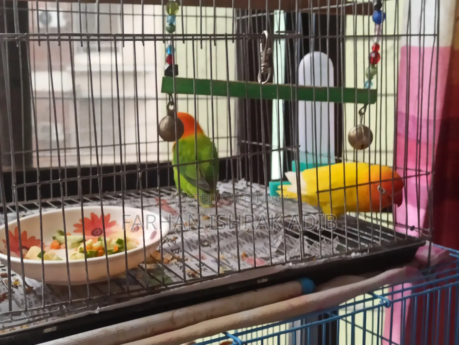 Love Bird Adult Pair