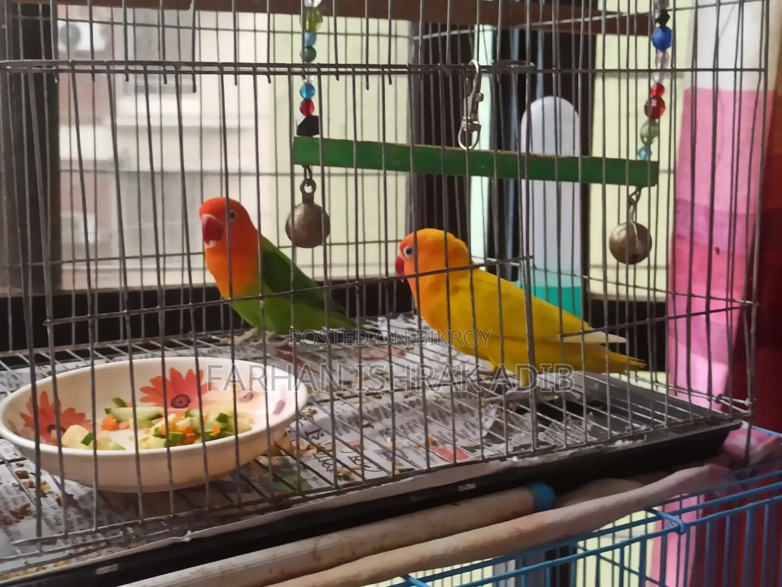 Love Bird Adult Pair