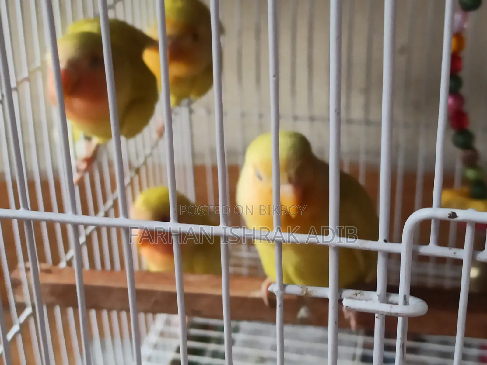 Love Bird Baby