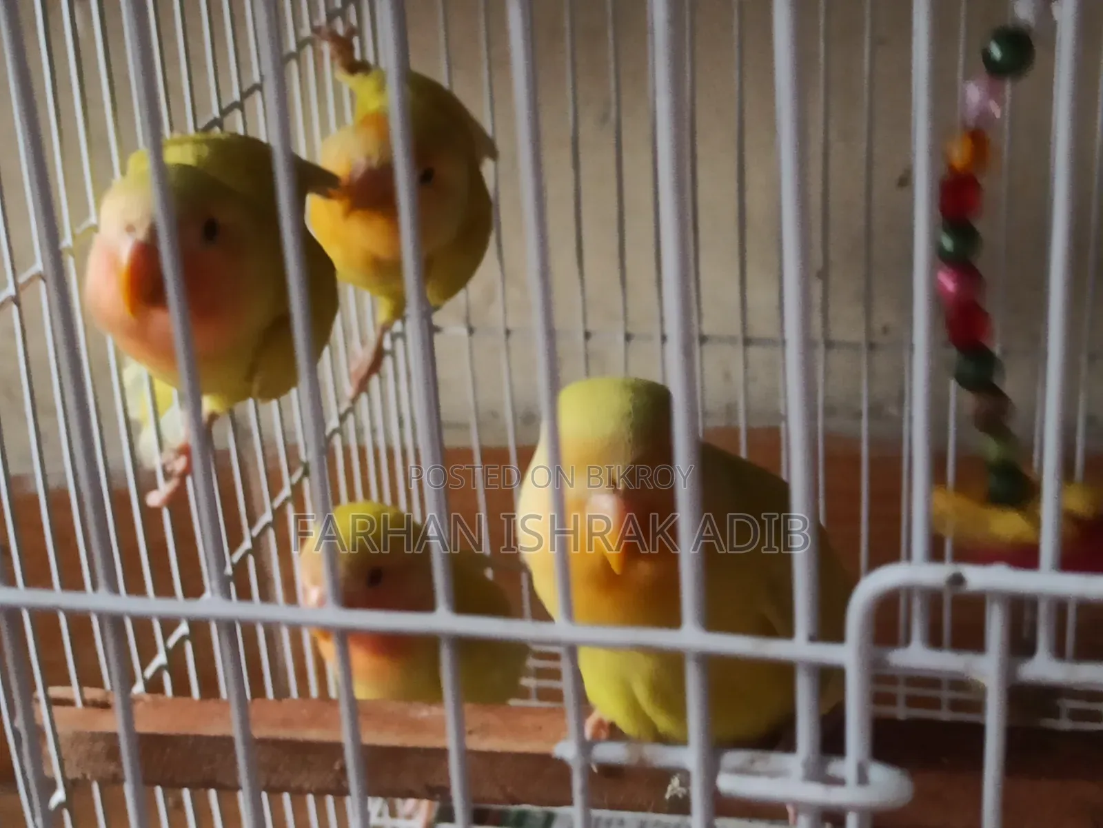 Love Bird Baby
