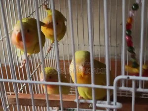 Love Bird Baby
