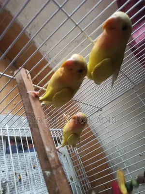 Love Bird Baby