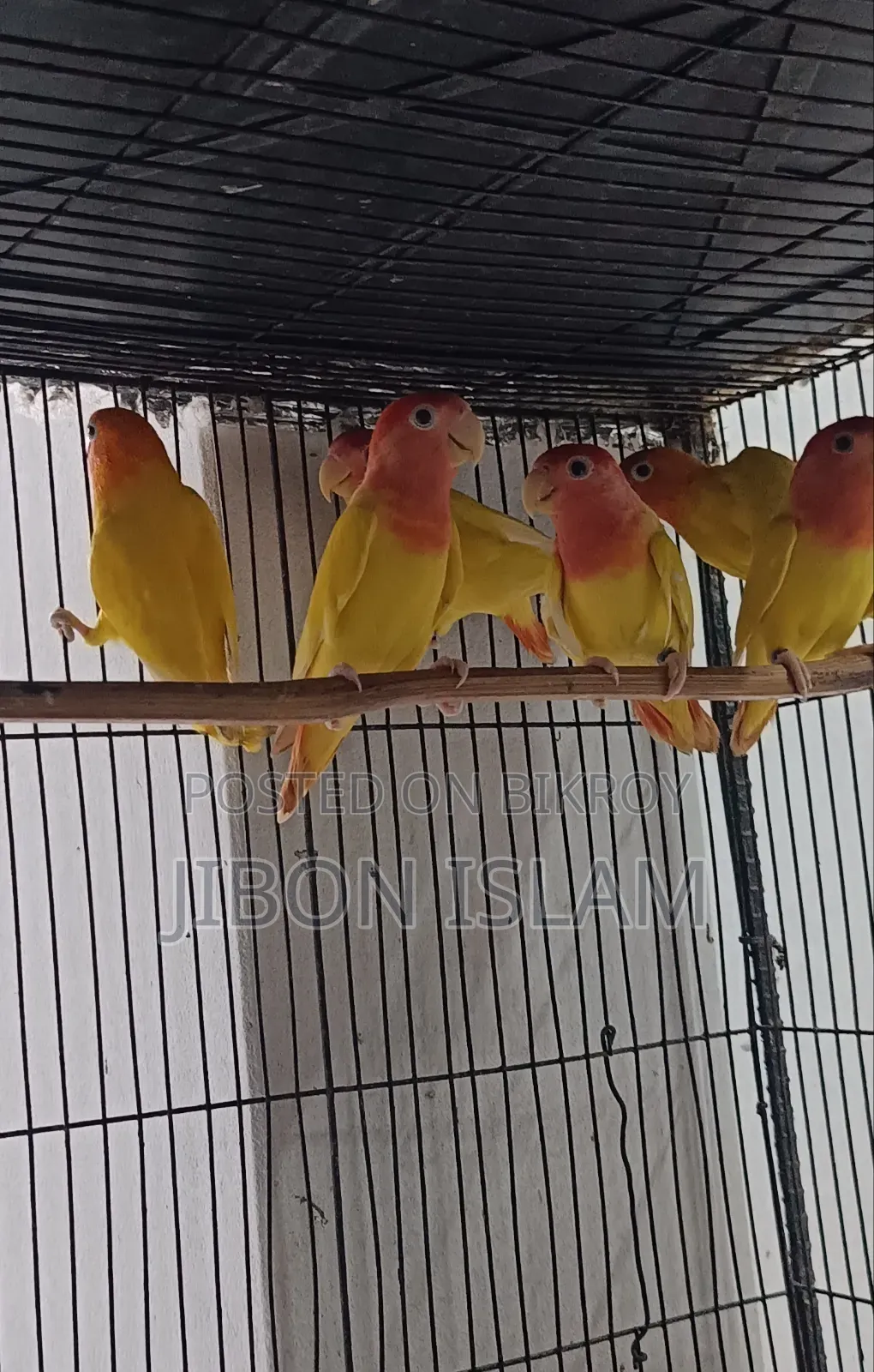 Red Heat Opaline Love Birds