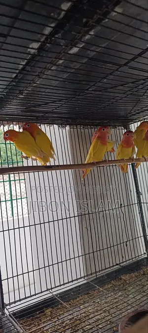 Red Heat Opaline Love Birds