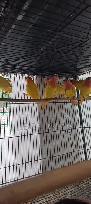 Red Heat Opaline Love Birds