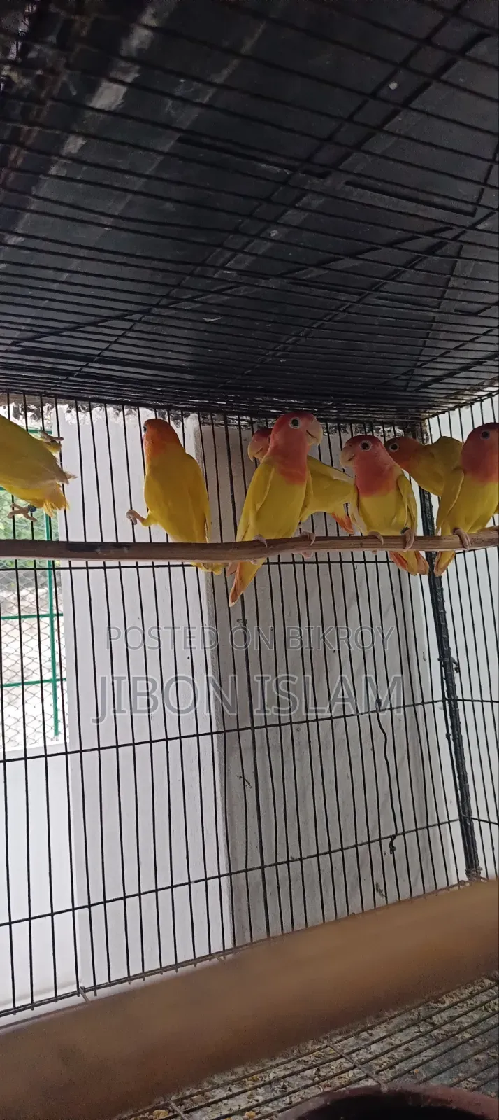 Red Heat Opaline Love Birds