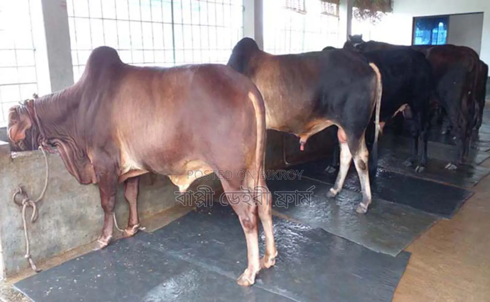3 bull calves will be sold. (No. 1461)