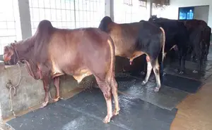 3 bull calves will be sold. (No. 1461)