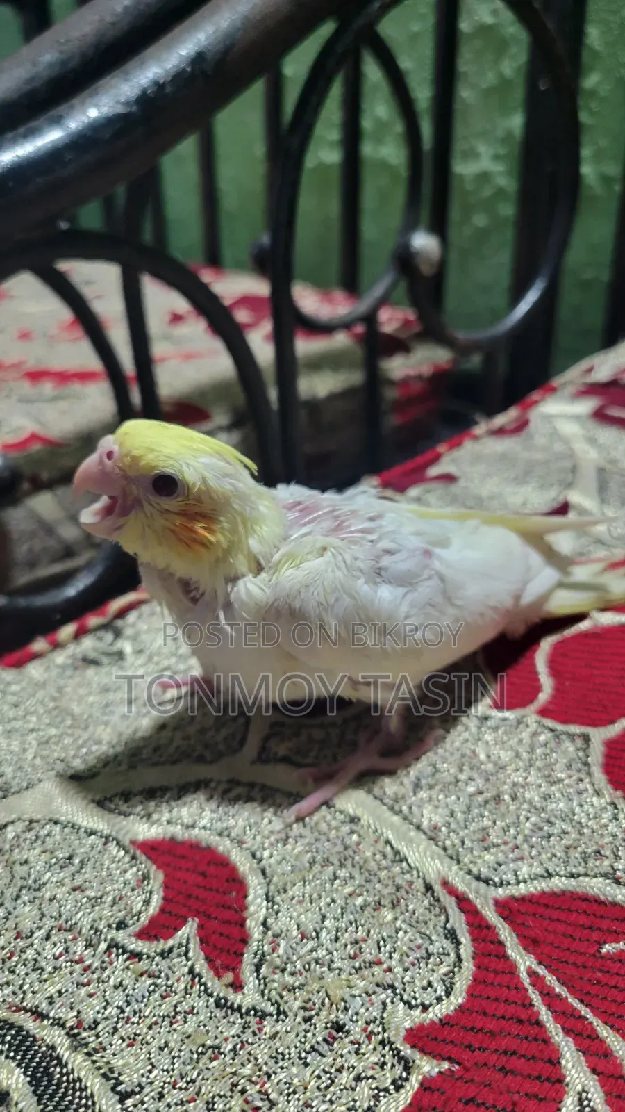 Lotino Red Eye Tame Size Cockatiel Baby