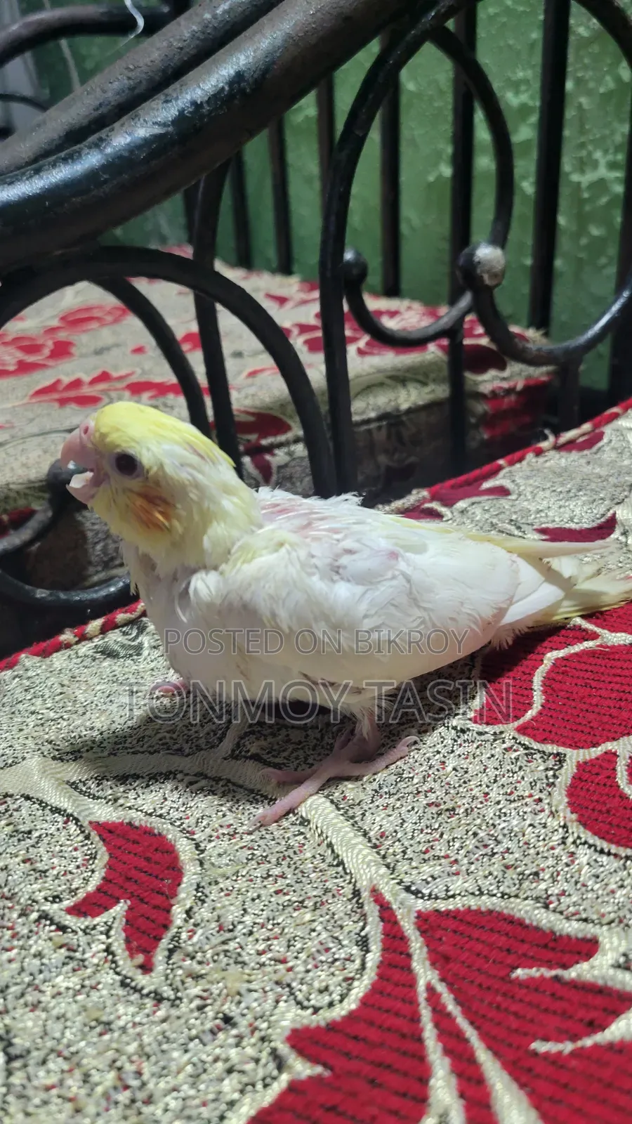 Lotino Red Eye Tame Size Cockatiel Baby