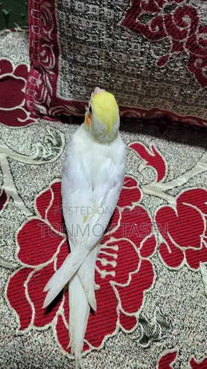 Lotino Red Eye Tame Size Cockatiel Baby
