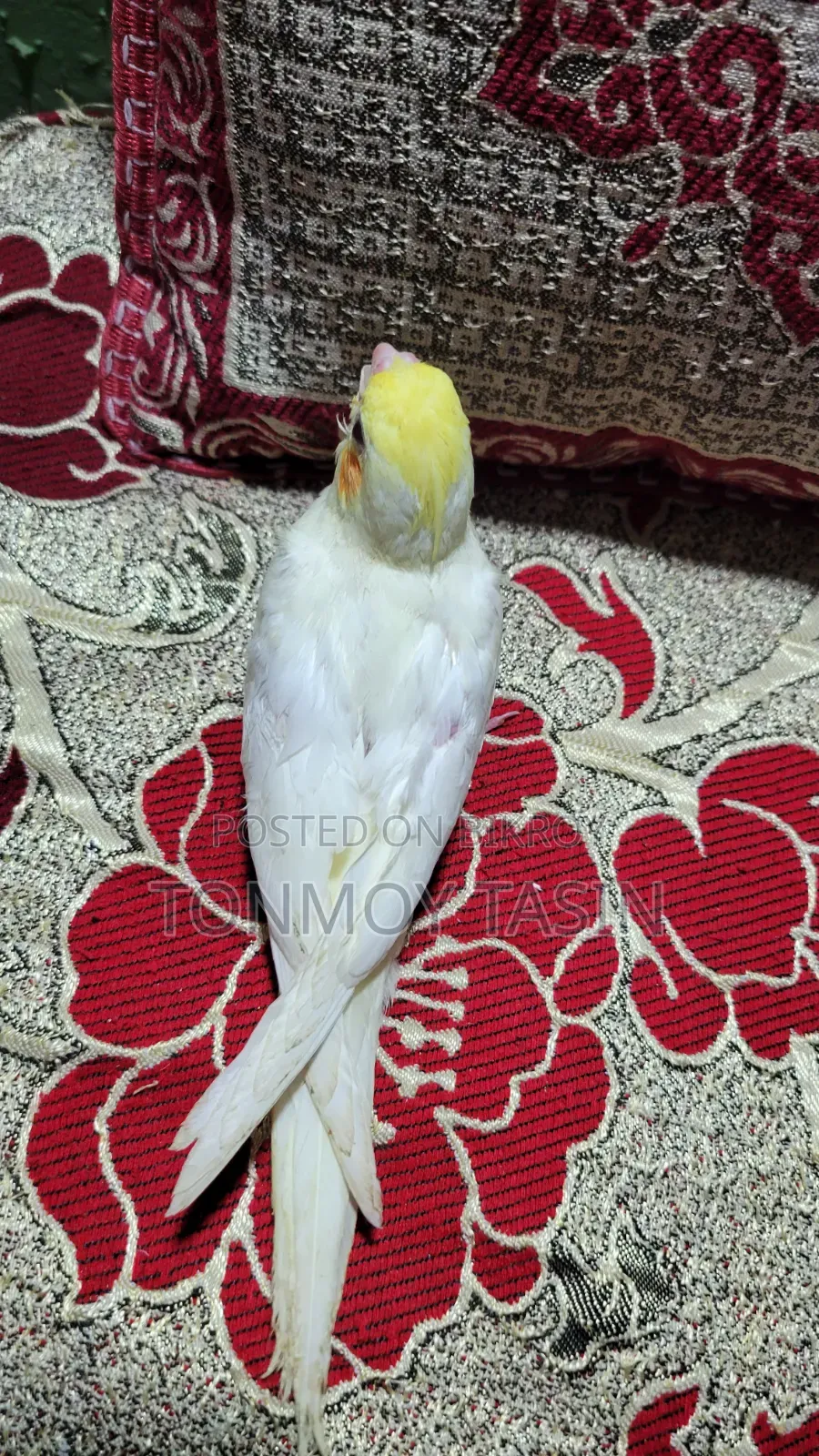 Lotino Red Eye Tame Size Cockatiel Baby