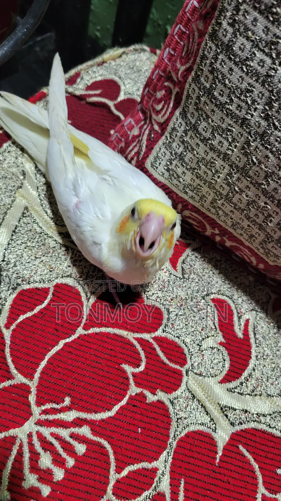 Lotino Red Eye Tame Size Cockatiel Baby