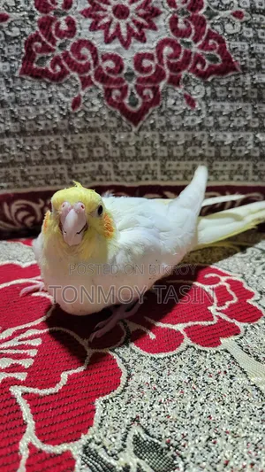 Lotino Red Eye Tame Size Cockatiel Baby