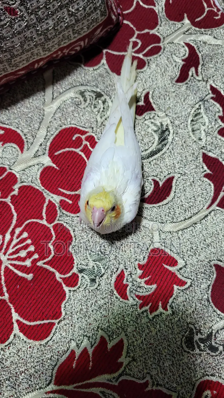 Lotino Red Eye Tame Size Cockatiel Baby