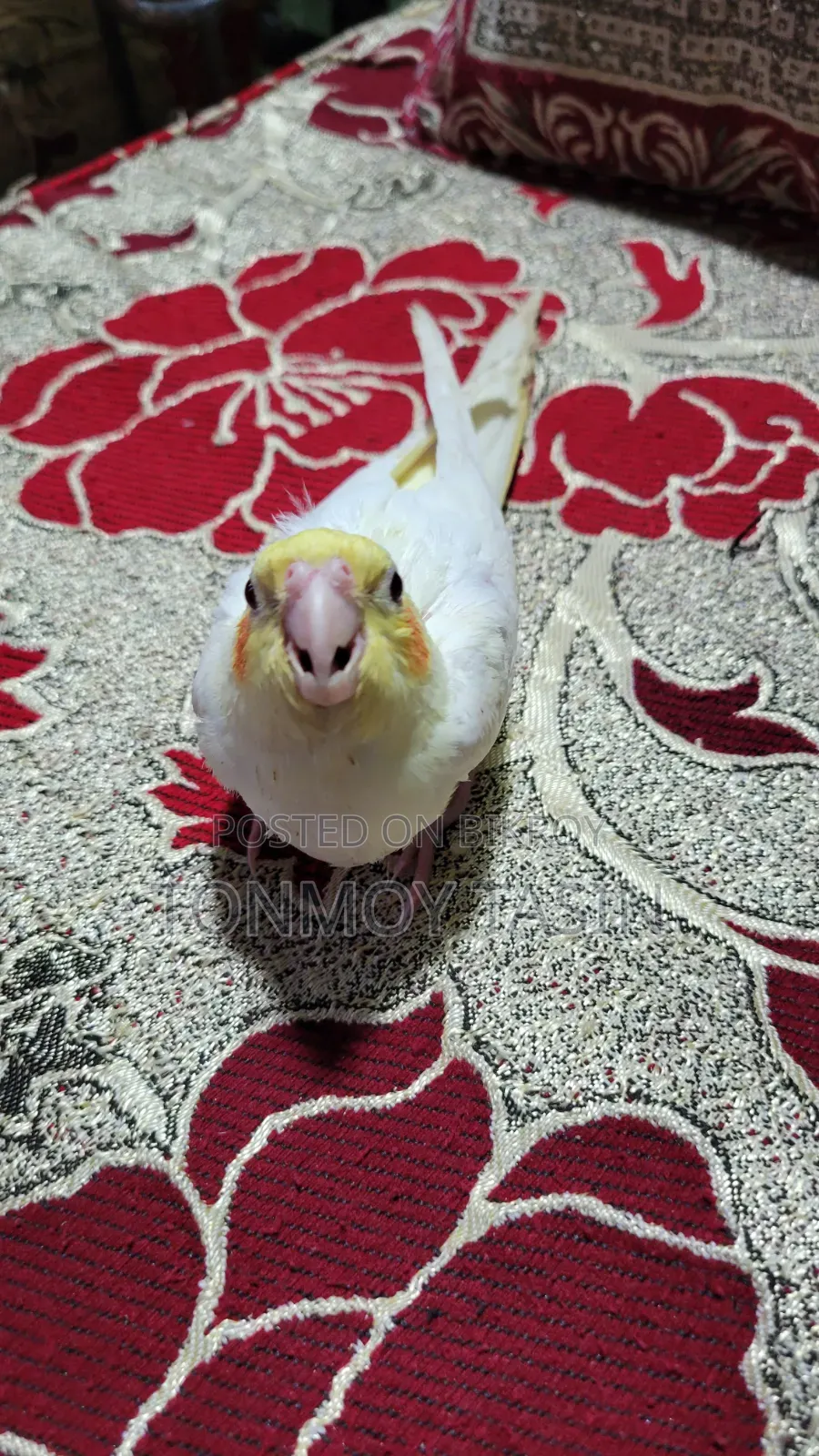 Lotino Red Eye Tame Size Cockatiel Baby