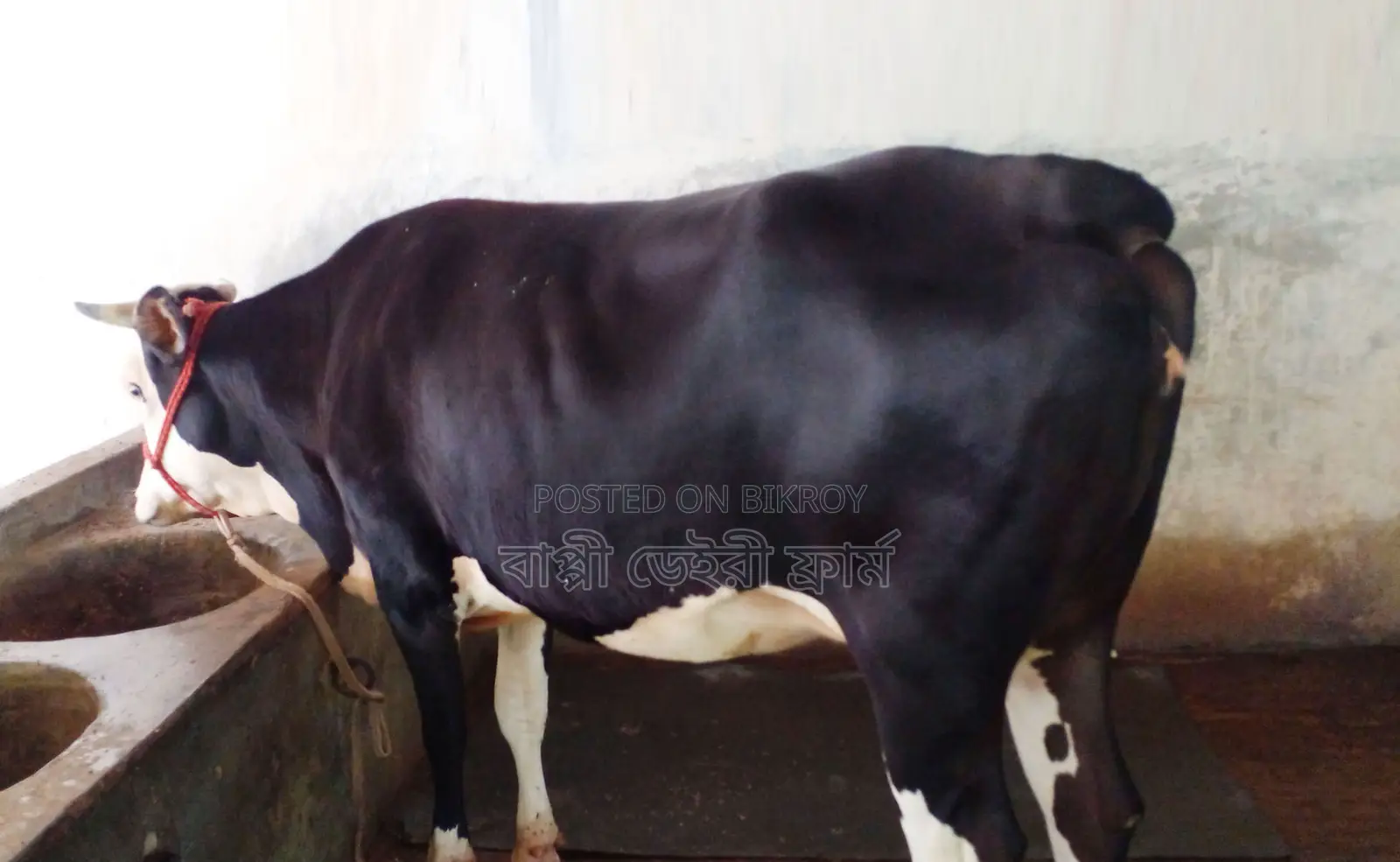 1462 No. crossbred heifer for sale of good breed.