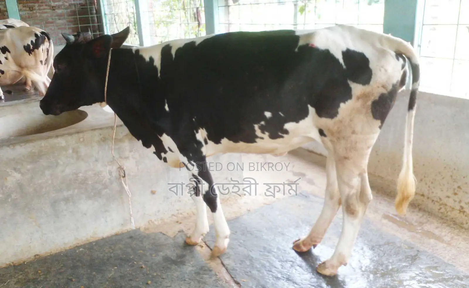 No. 1463 good breed heifer cow.