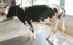 No. 1463 good breed heifer cow.