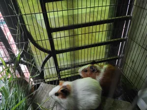 Guinea Pig New Adult Pair