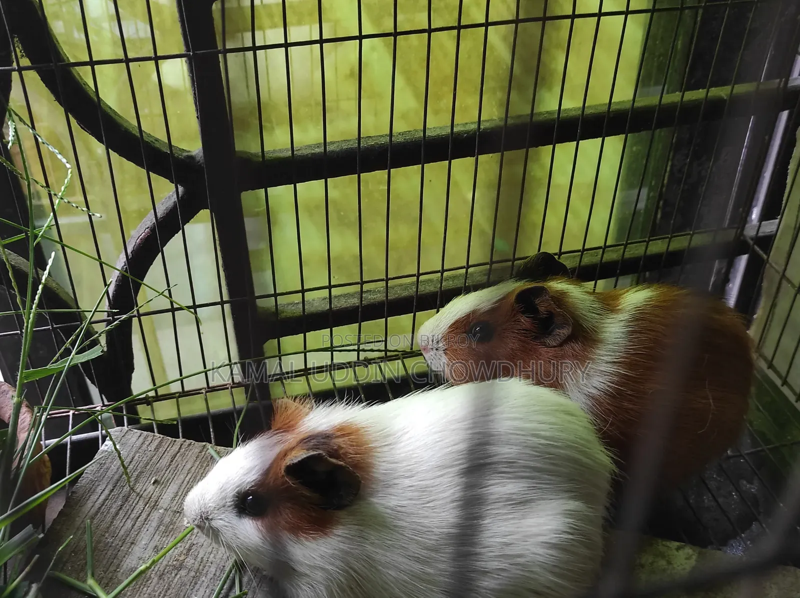 Guinea Pig New Adult Pair