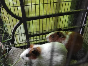 Guinea Pig New Adult Pair