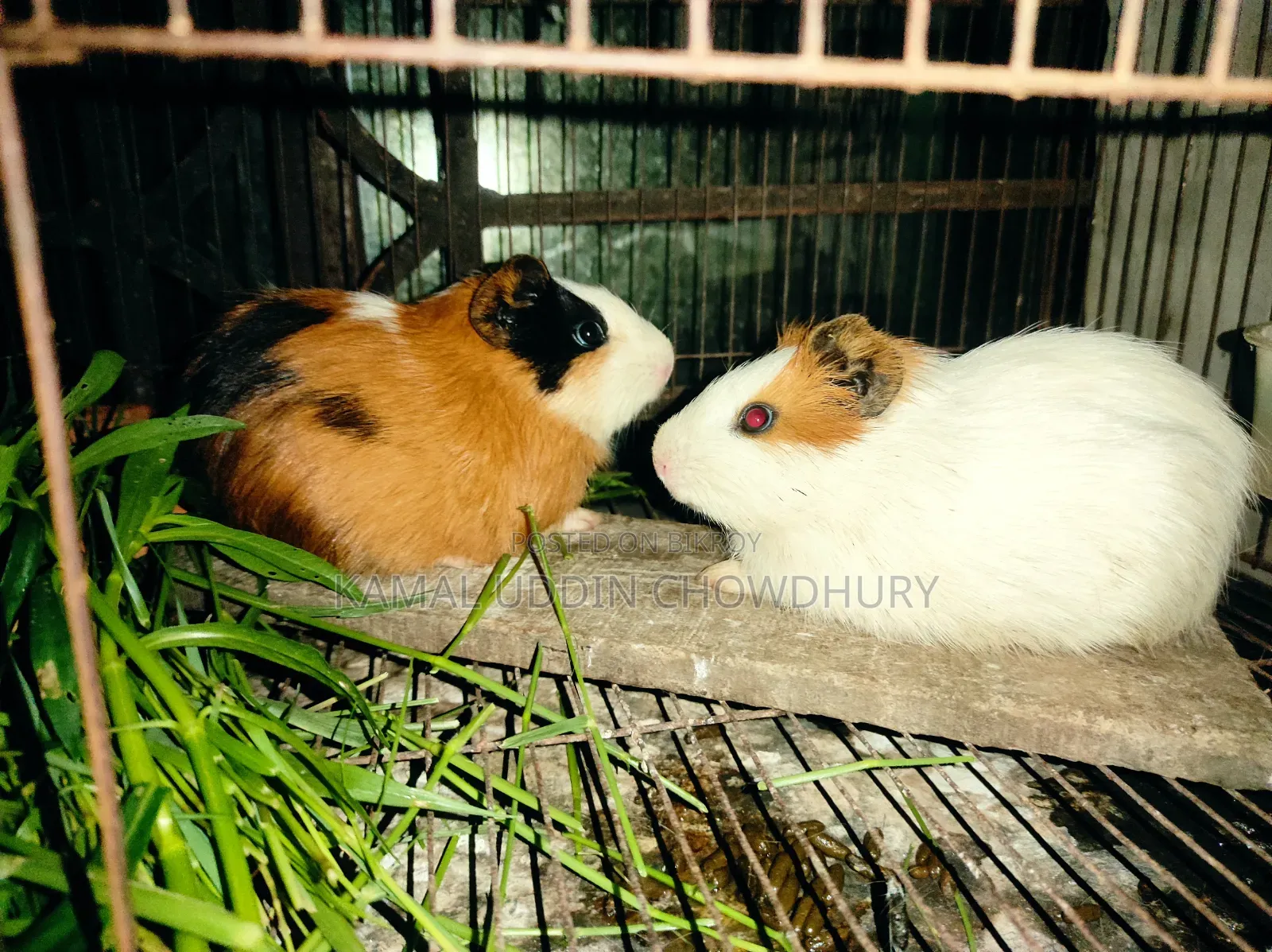 Guinea Pig New Adult Pair