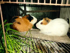 Guinea Pig New Adult Pair