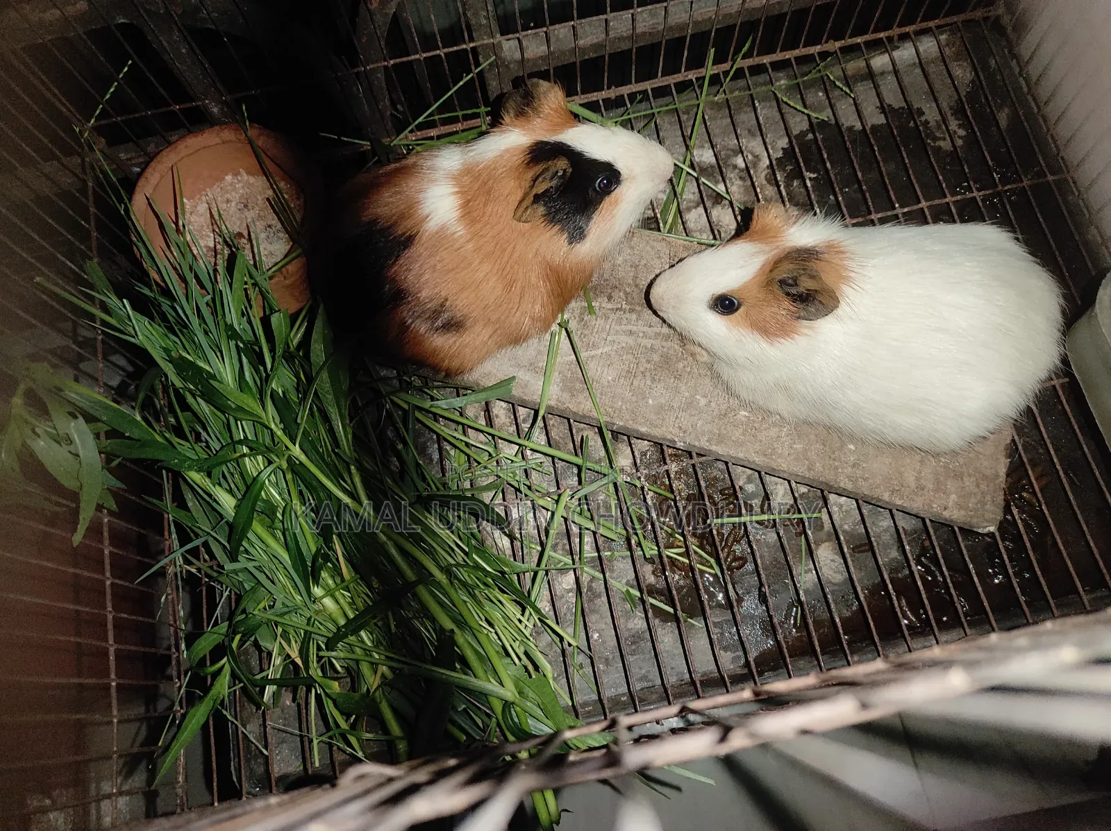 Guinea Pig New Adult Pair